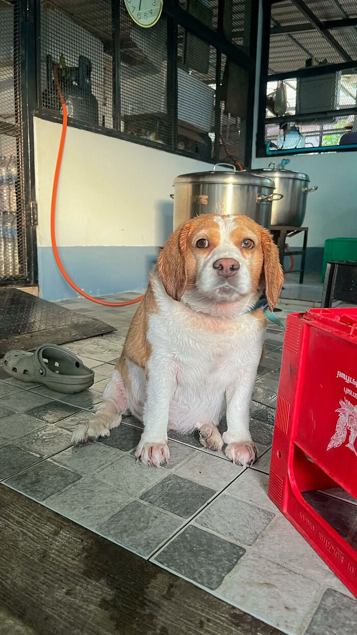 Beagle from Thailand sitting indoors with a sleepy, human-like expression on tiled floor near kitchen utensils.