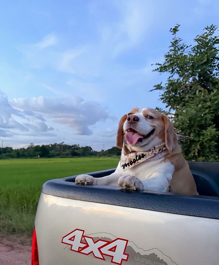 Beagle from Thailand resting in a truck bed, showing sleepy and human-like expressions with a green field in the background.