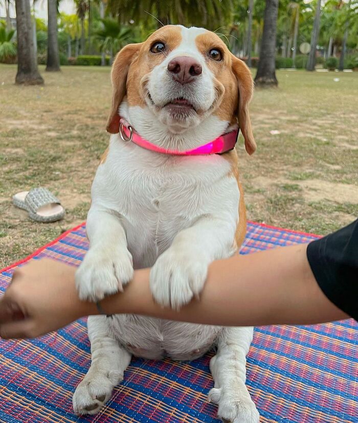Beagle from Thailand with a sleepy, human-like expression sitting on a blanket outdoors while holding a person's arm.