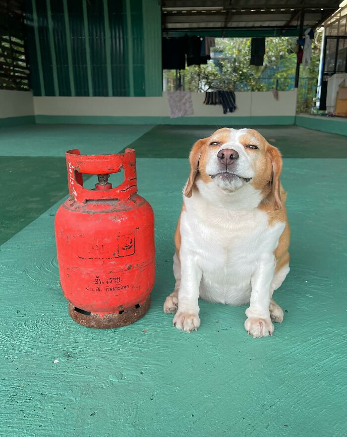 Beagle from Thailand sitting on green floor next to a red gas tank with sleepy, human-like facial expression.