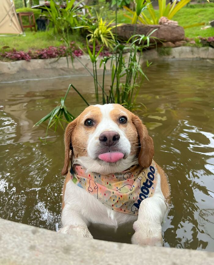 Adorable Beagle from Thailand in a pond showing sleepy, human-like expressions with tongue out and colorful bandana.