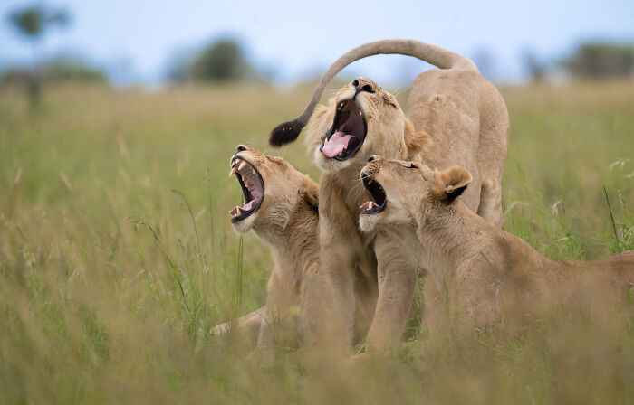 Three young lions in grass captured with comedic timing, a perfect example of wildlife delivering comedy gold.