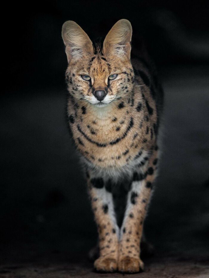 “The Wild Faces Of Elegance — Where Power Meets Grace”