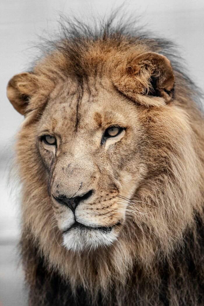 “The Wild Faces Of Elegance — Where Power Meets Grace”