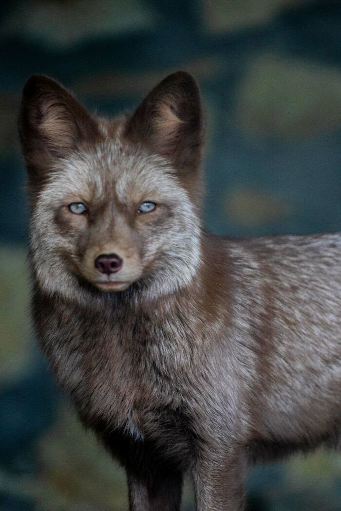 “The Wild Faces Of Elegance — Where Power Meets Grace”