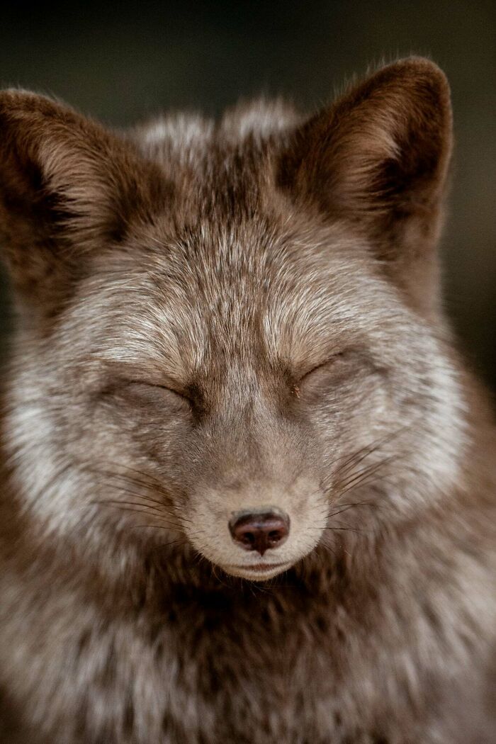 “The Wild Faces Of Elegance — Where Power Meets Grace”