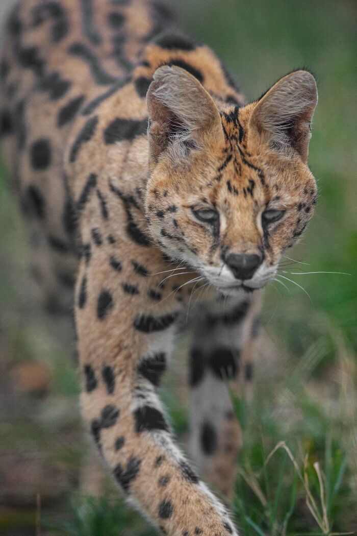 “The Wild Faces Of Elegance — Where Power Meets Grace”