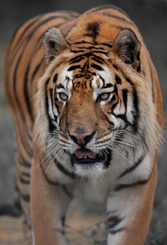 “The Wild Faces Of Elegance — Where Power Meets Grace”