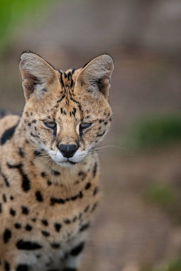 “The Wild Faces Of Elegance — Where Power Meets Grace”