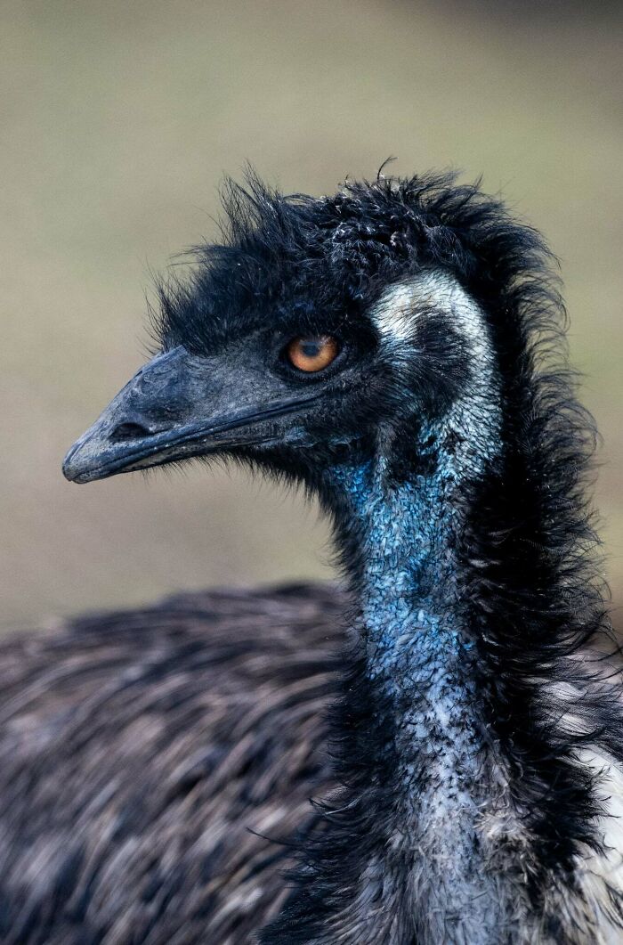 “The Wild Faces Of Elegance — Where Power Meets Grace”