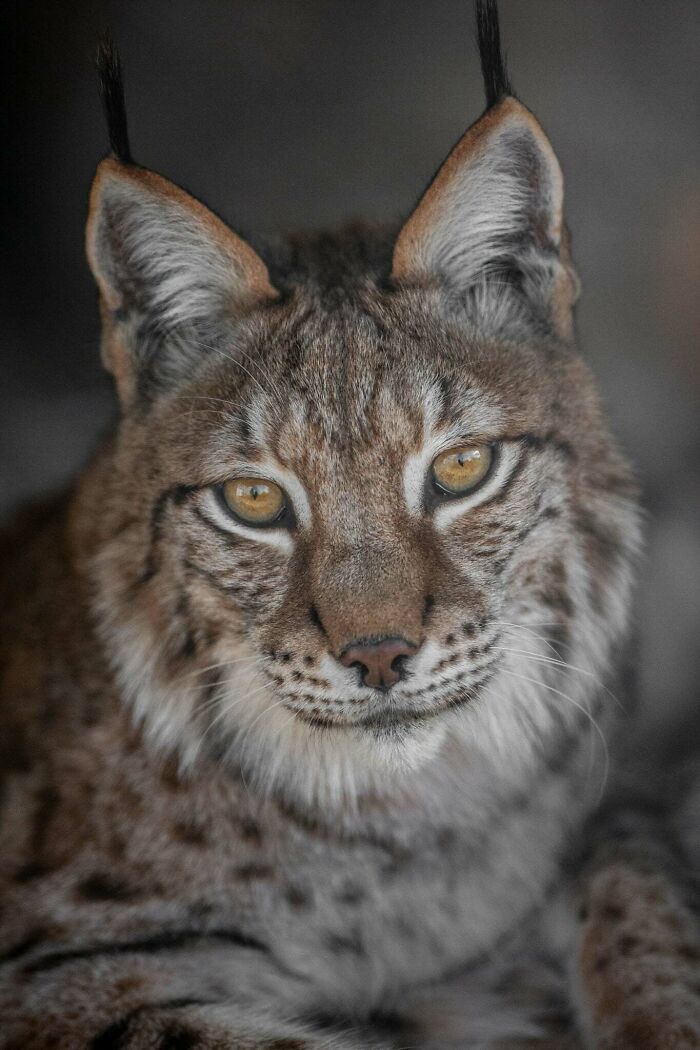 “The Wild Faces Of Elegance — Where Power Meets Grace”