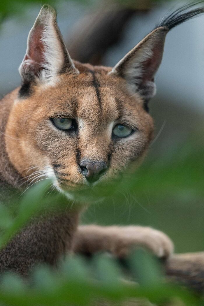 “The Wild Faces Of Elegance — Where Power Meets Grace”