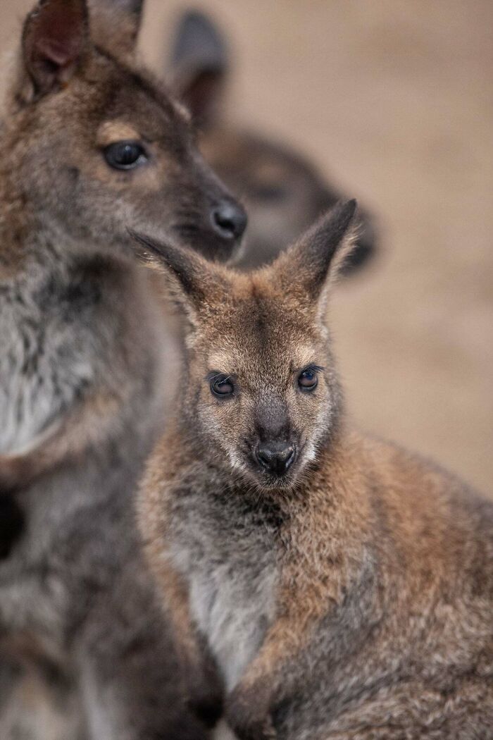 “The Wild Faces Of Elegance — Where Power Meets Grace”