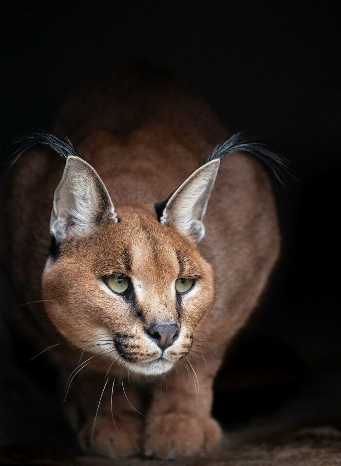 “The Wild Faces Of Elegance — Where Power Meets Grace”