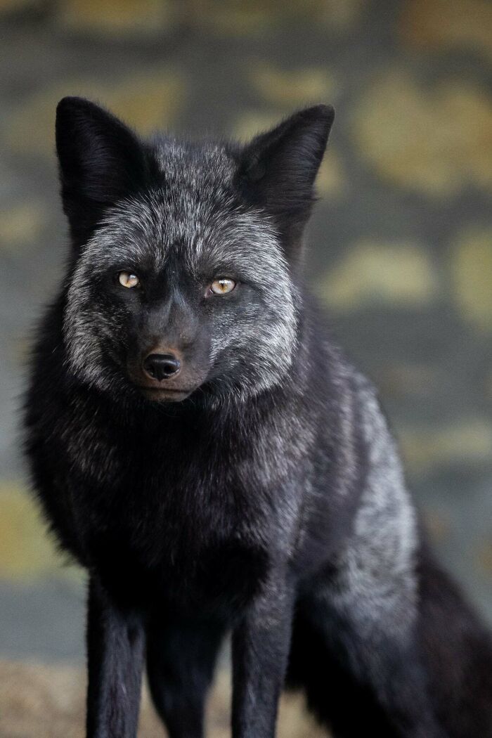 “The Wild Faces Of Elegance — Where Power Meets Grace”