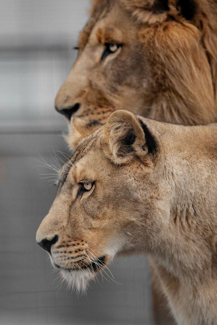 “The Wild Faces Of Elegance — Where Power Meets Grace”