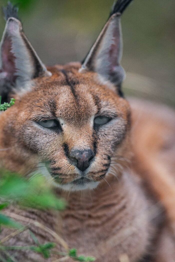 “The Wild Faces Of Elegance — Where Power Meets Grace”