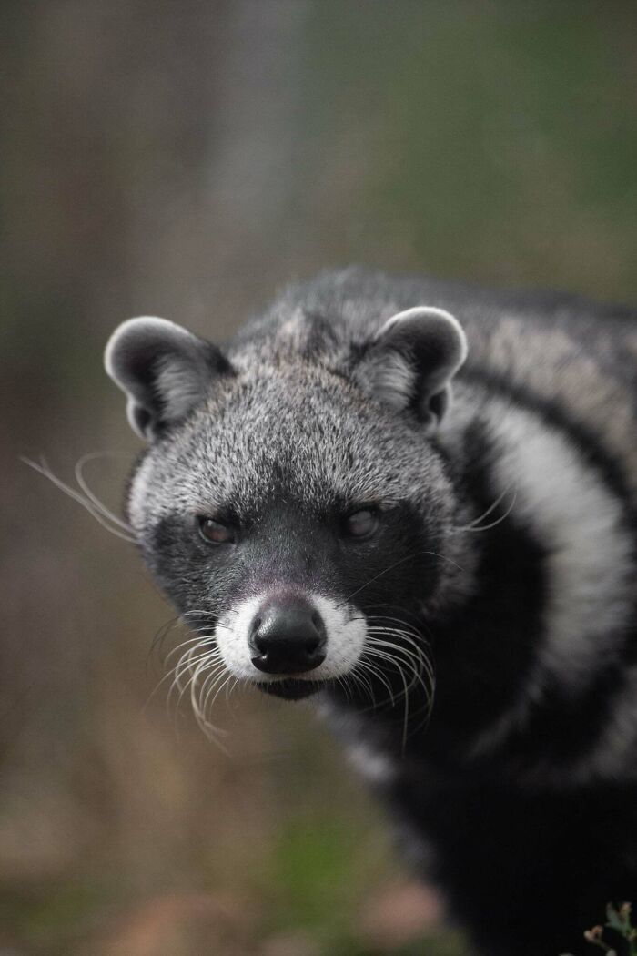 “The Wild Faces Of Elegance — Where Power Meets Grace”