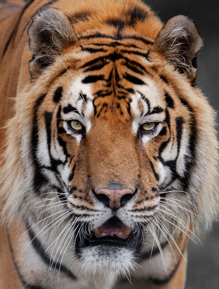 “The Wild Faces Of Elegance — Where Power Meets Grace”