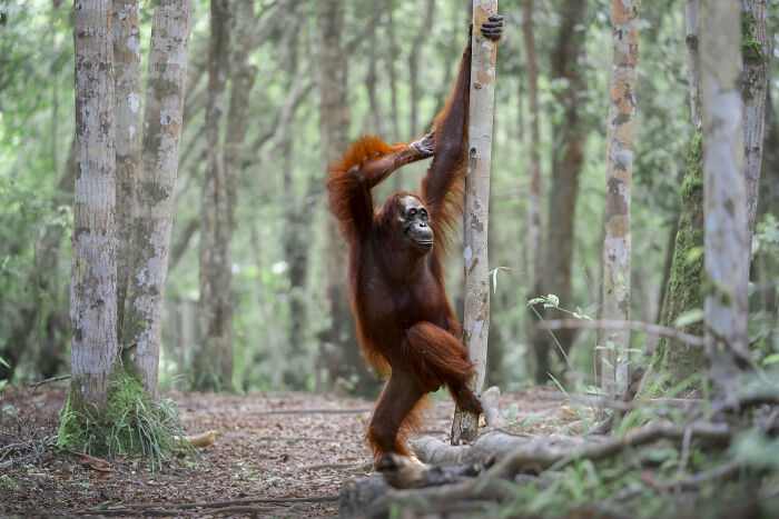 Orangutan striking a funny pose in the forest, showcasing wildlife comedy moments from Nikon Comedy Wildlife Awards finalists.