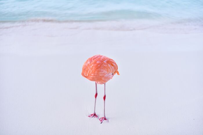 Flamingo standing on a sandy beach with head tucked, showcasing comedic wildlife behavior in a natural setting.