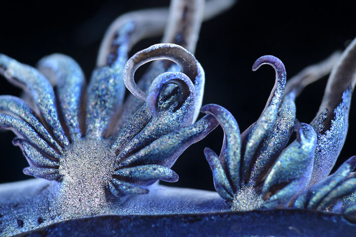 Close-up microscopic image showcasing intricate blue and purple details from the 2025 Nikon Small World photomicrography contest.