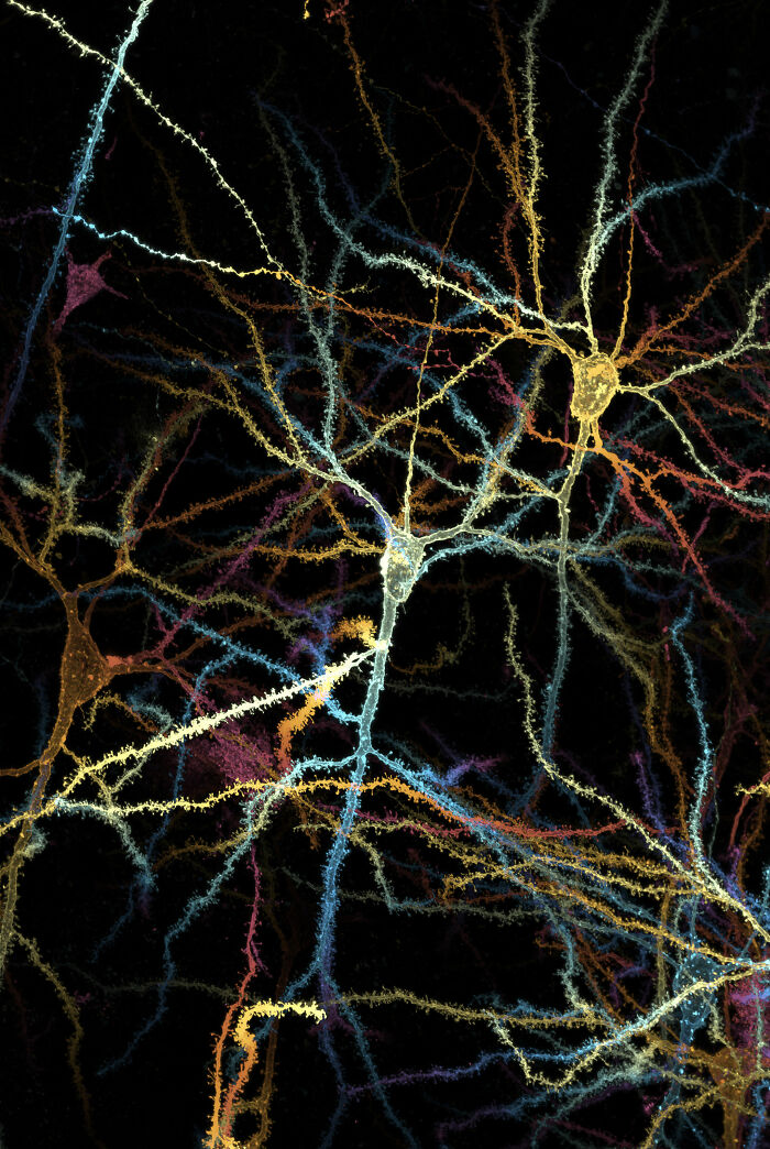 Colorful microscopic image of interconnected neurons with glowing synapses from the 2025 Nikon Small World photomicrography contest.
