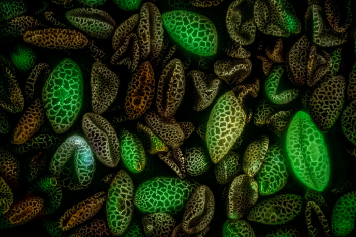 Microscopic image of patterned seeds with green and brown hues, showcasing detail from the 2025 Nikon Small World photomicrography contest.
