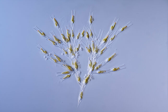 Microscopic image of yellow and transparent microorganisms captured for the 2025 Nikon Small World photomicrography contest.