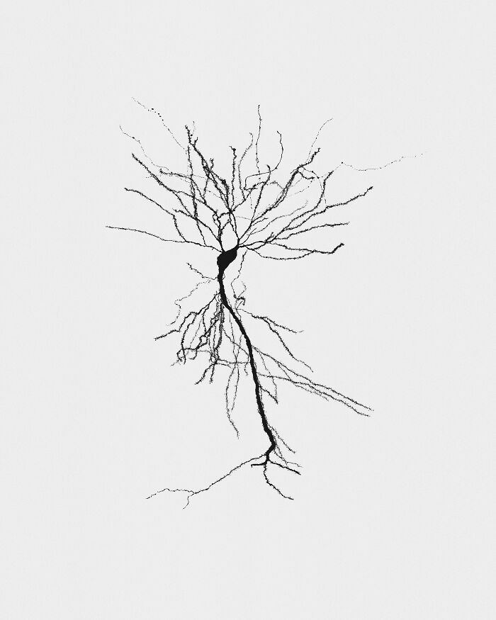 Microscopic image of a neuron with branching dendrites, featured in the 2025 Nikon Small World photomicrography contest.