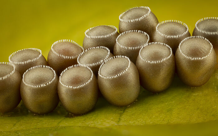 Close-up microscopic image of insect eggs captured in the 2025 Nikon Small World photomicrography contest.