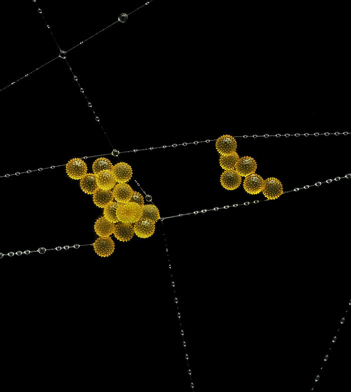 Yellow spherical pollen grains clinging to water droplets on a delicate spider web in a mind-blowing microscopic image.