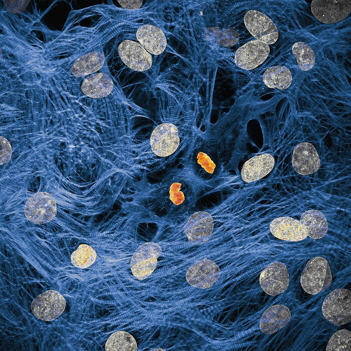 Microscopic image showing cellular structures and fibers captured in the 2025 Nikon Small World photomicrography contest.
