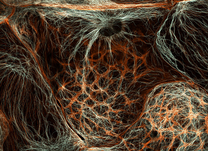 Close-up microscopic image showcasing intricate fiber networks for the 2025 Nikon Small World photomicrography contest.