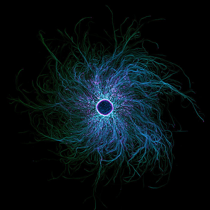 Microscopic image showcasing intricate blue and green filament structures in the 2025 Nikon Small World photomicrography contest.