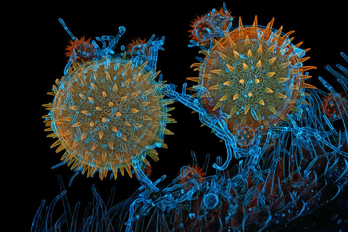 Microscopic image showing detailed structures of pollen grains captured in the Nikon Small World photomicrography contest.