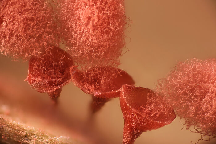 Microscopic image showing highly detailed red fungal structures captured in the 2025 Nikon Small World photomicrography contest.