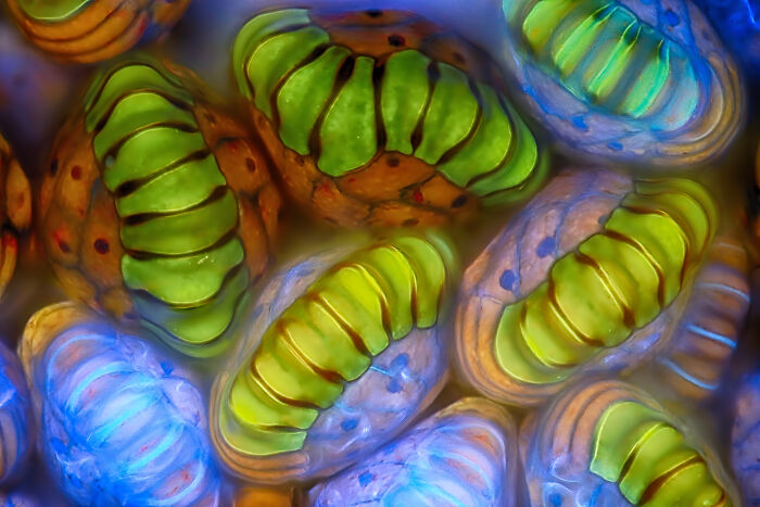 Close-up microscopic image showcasing vibrant green and blue structures from the 2025 Nikon Small World photomicrography contest.