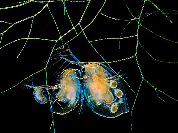 Microscopic image of tiny aquatic creatures among fine green strands captured in the 2025 Nikon Small World photomicrography contest.