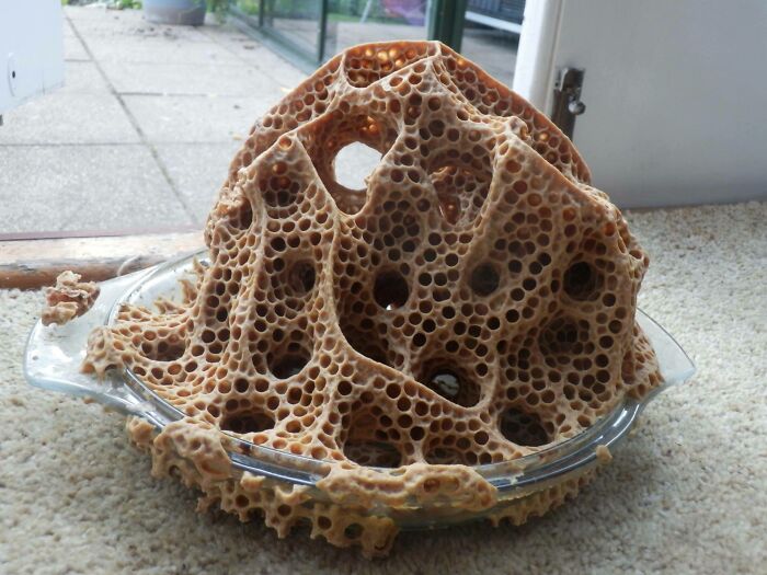 Large honeycomb structure growing inside a glass dish, showing intricate hexagonal patterns in interesting pics.