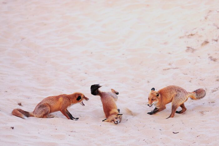 Three playful foxes on sand, one doing a headstand, showcasing comedy wildlife moments from Nikon awards finalists.
