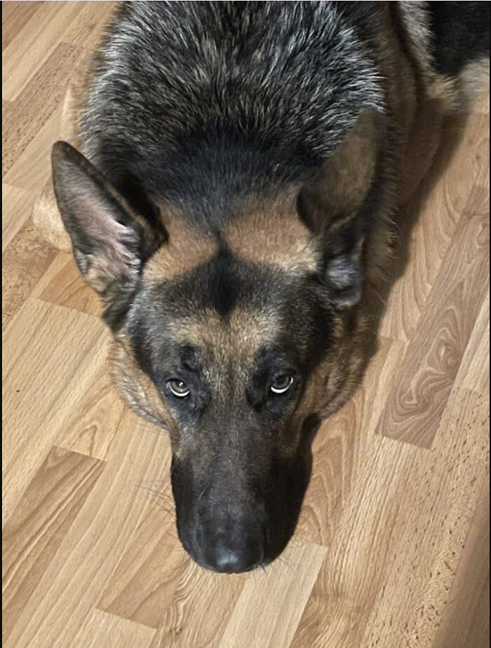 ♿ How Grooming Supports Dogs With Disabilities