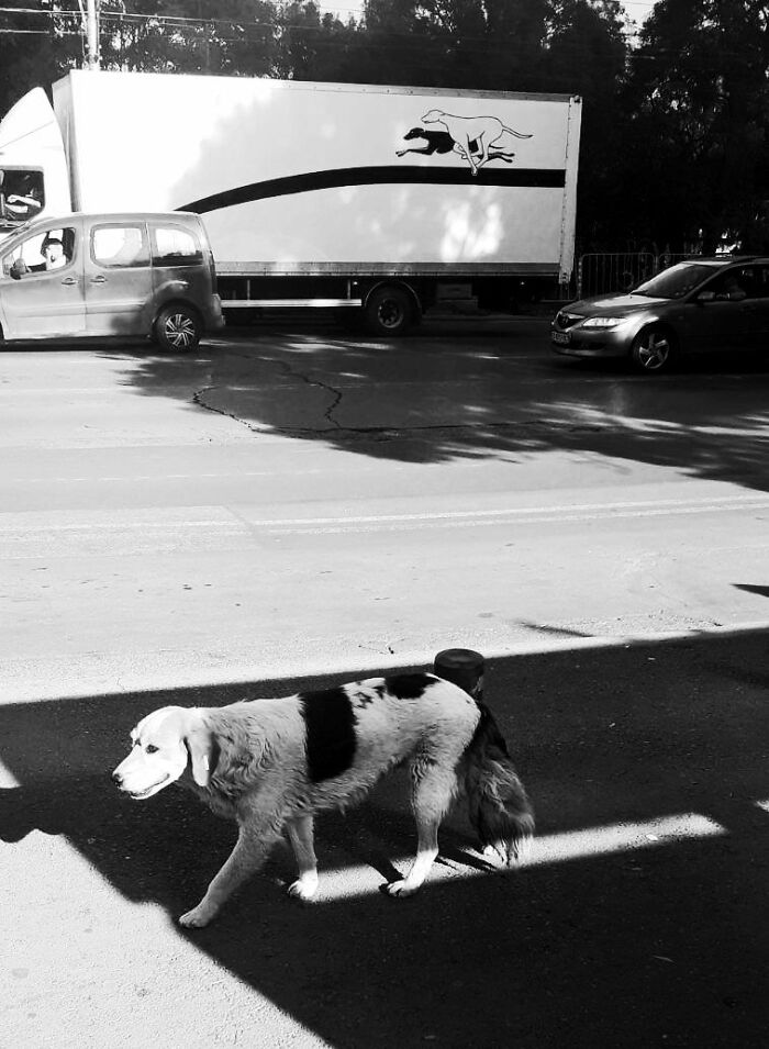 Black and white street photography showing a dog walking in shadow with cars and a truck in the background.