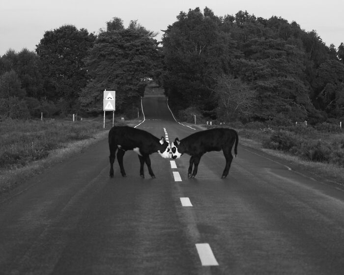 Two calves touching heads on an empty road surrounded by trees in a black and white street photography image.