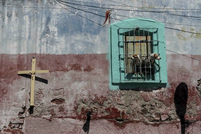 Two dogs behind a barred window of a weathered wall, capturing a moment in pure street photography awards.