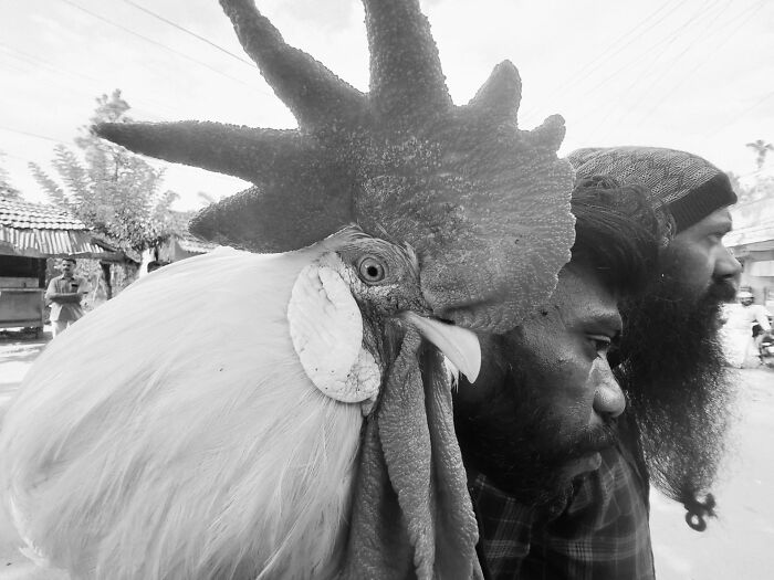 Close-up black and white street photo of a rooster and two men, capturing raw emotion for Pure Street Photography Awards.