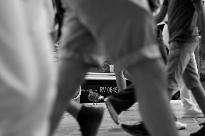 Black and white street photography capturing people walking past a lone bird, showcasing urban life for Pure Street Photography Awards.