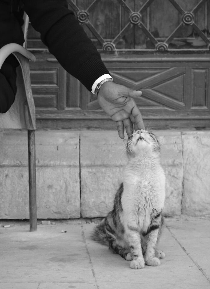 Black and white street photography of a person petting a cat, capturing a pure street photography moment.