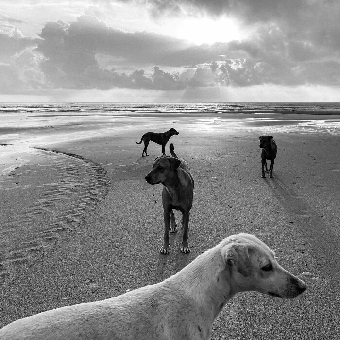 Four dogs standing on a sandy beach at sunrise, captured in a black and white pure street photography style.
