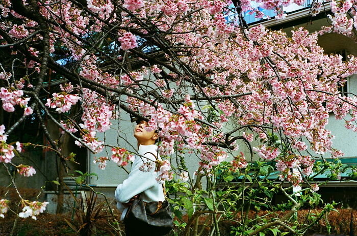 Person standing under blooming cherry blossoms, capturing the essence of pure street photography awards.
